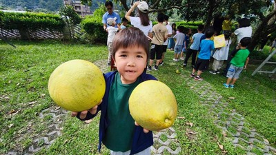 小朋友採到柚子好開心